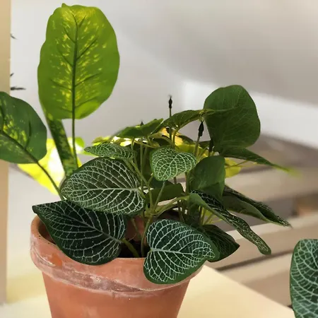 Botanic Views Лиссабон